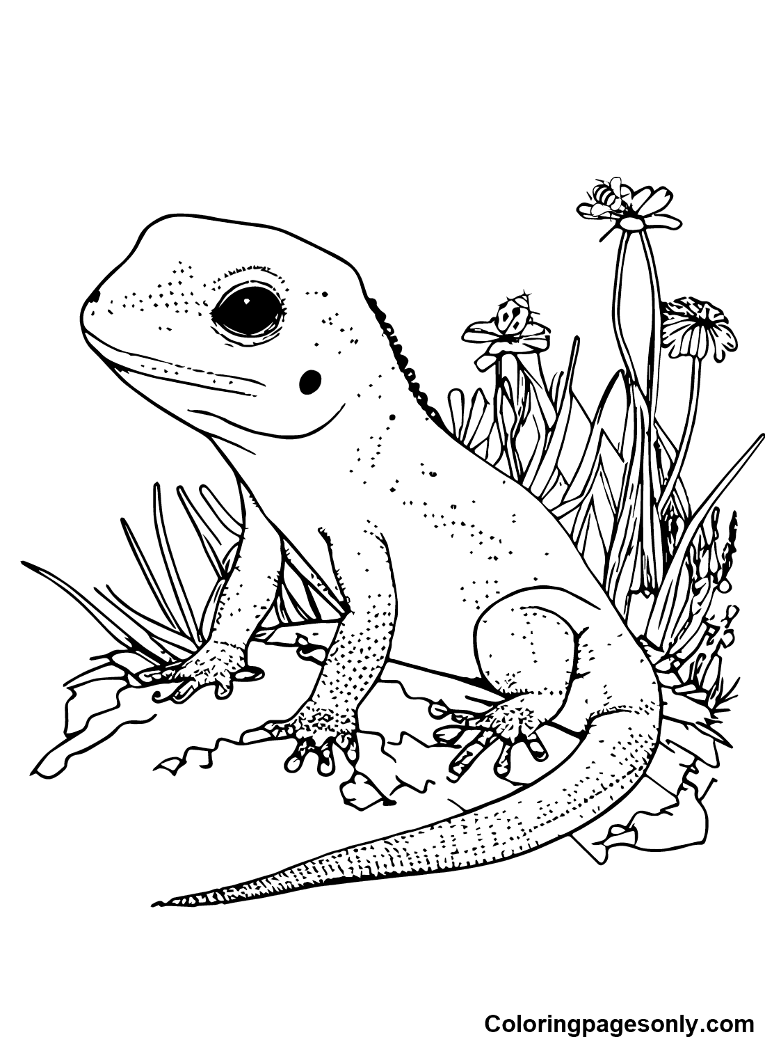 Printable Skink Coloring Pages