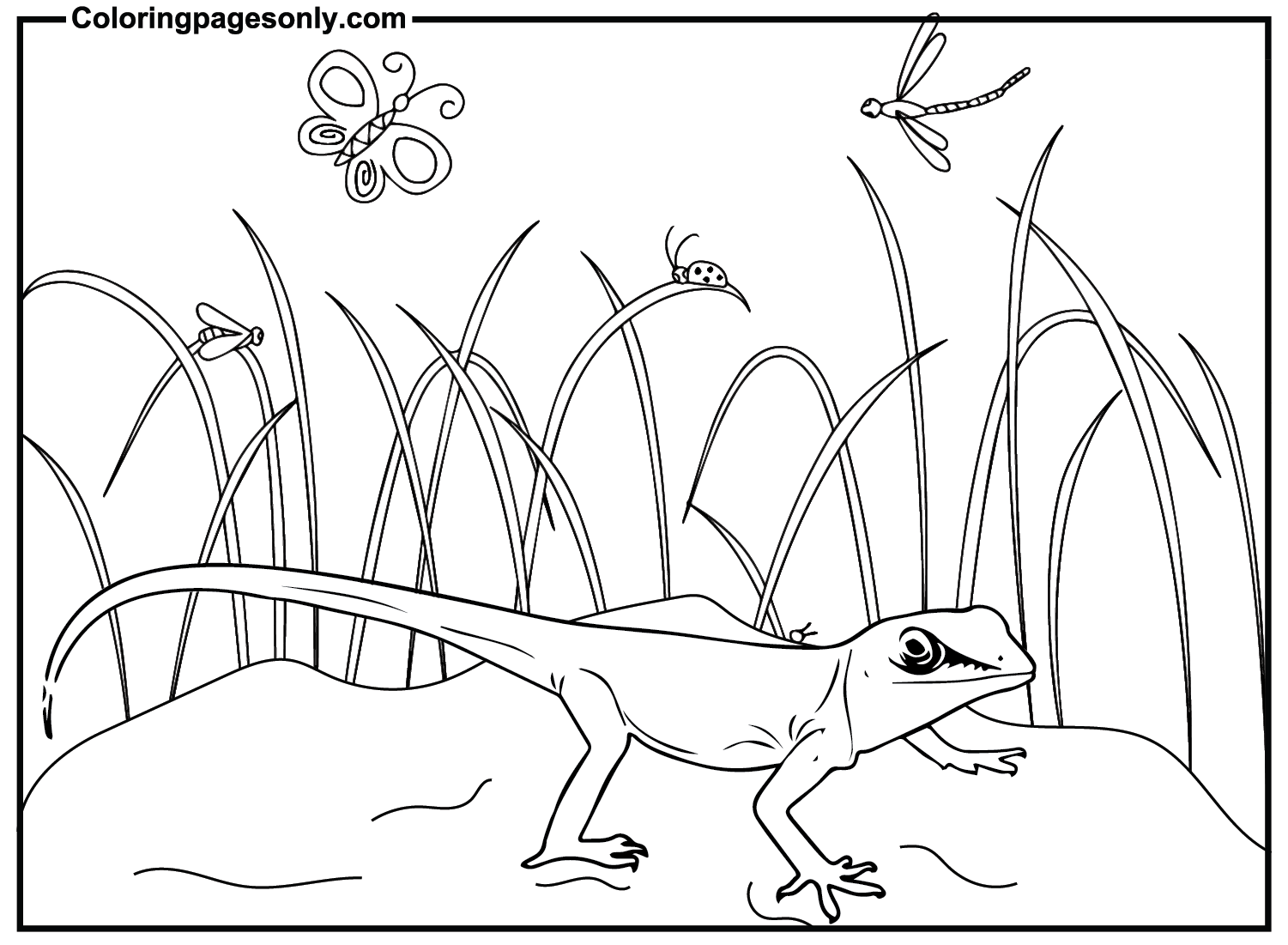 Skink Free Coloring Pages