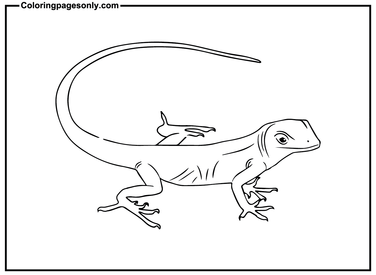 Skink Images Coloring Pages