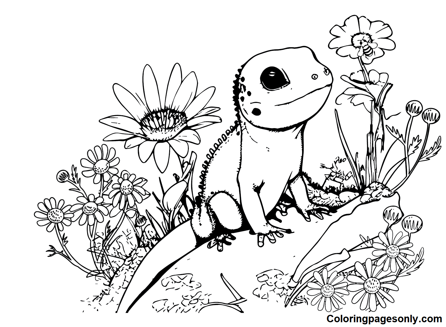 Skink Pictures Coloring Pages