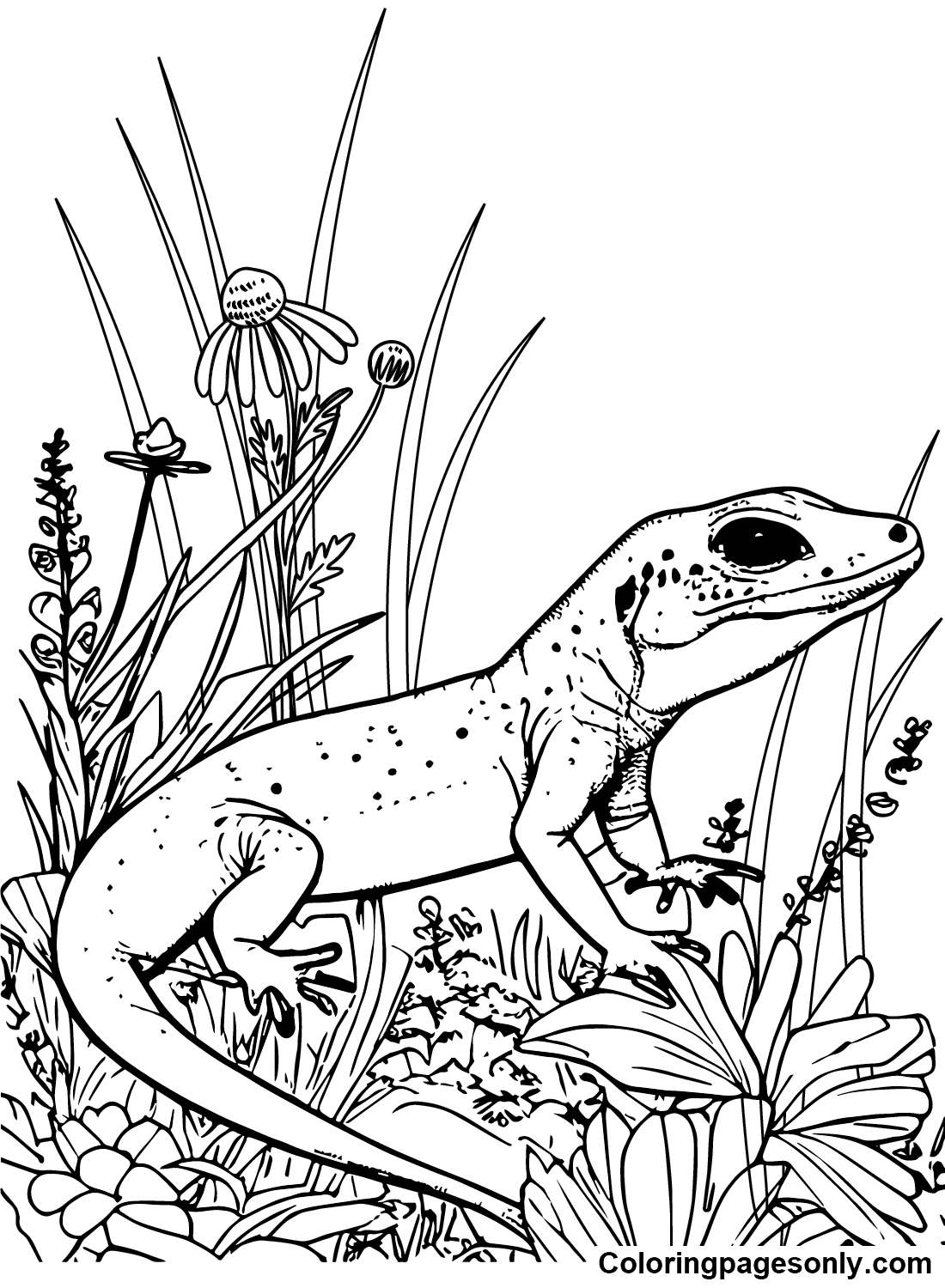Skink Printable Coloring Pages