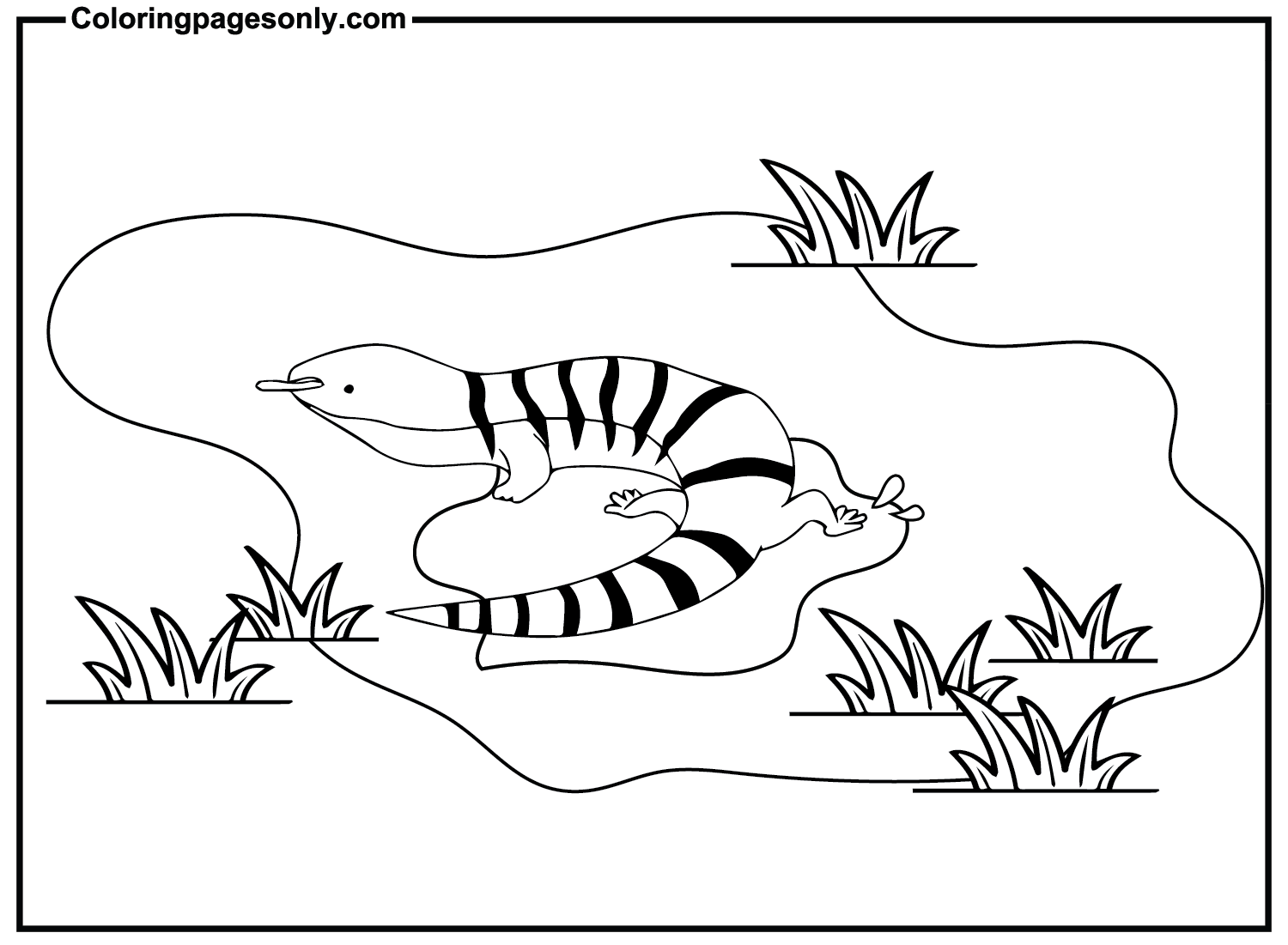 Skink Color Sheets Coloring Pages