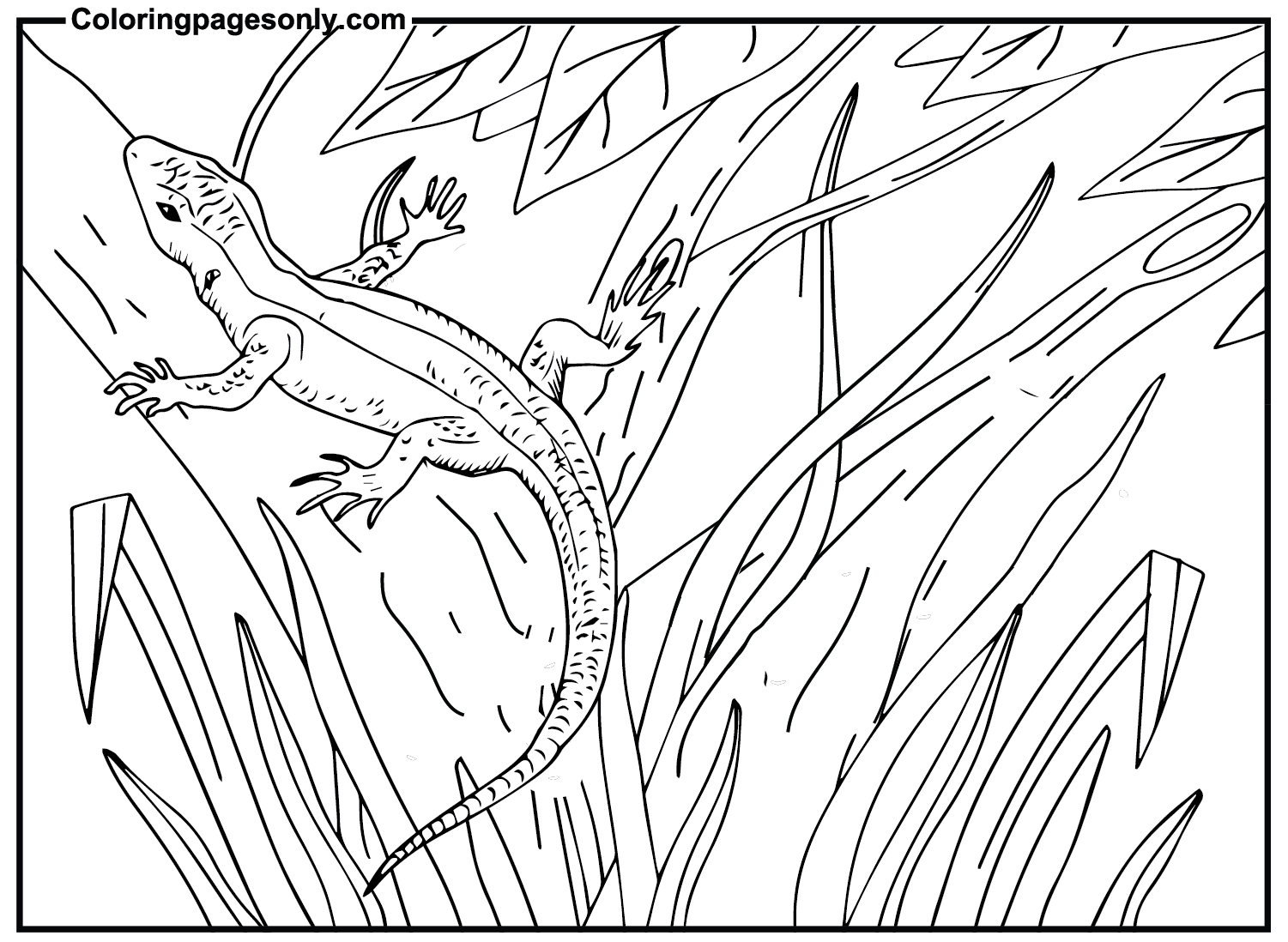 Skink For Children Coloring Pages