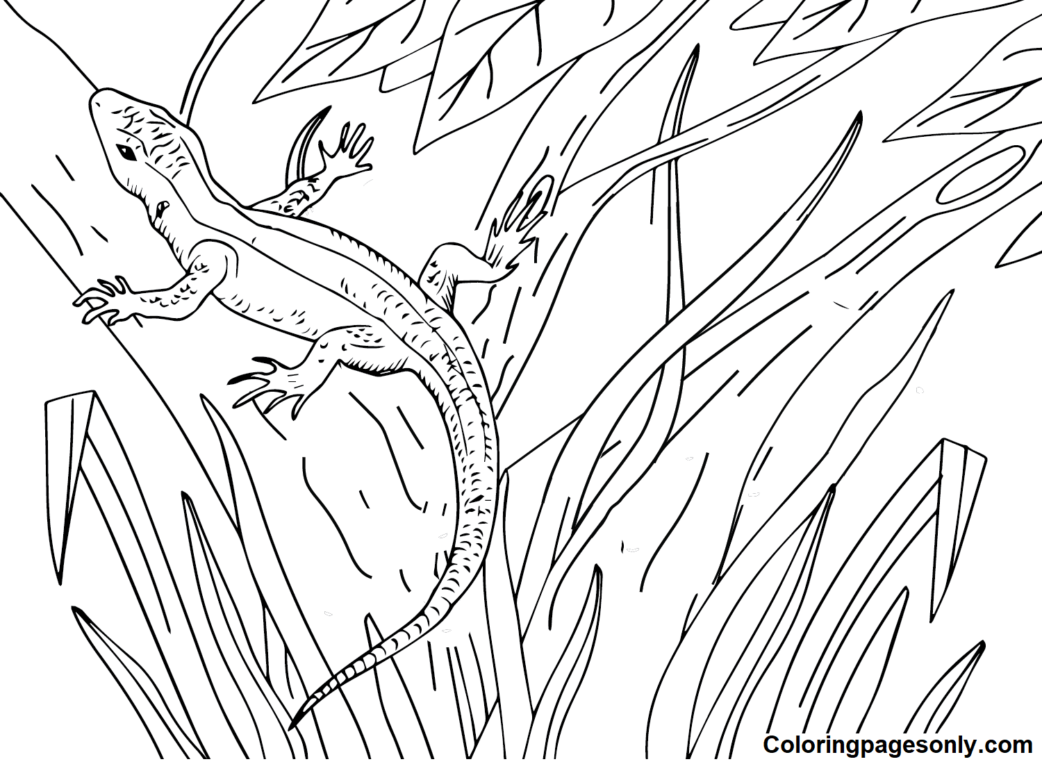 Skink for Children Coloring Page