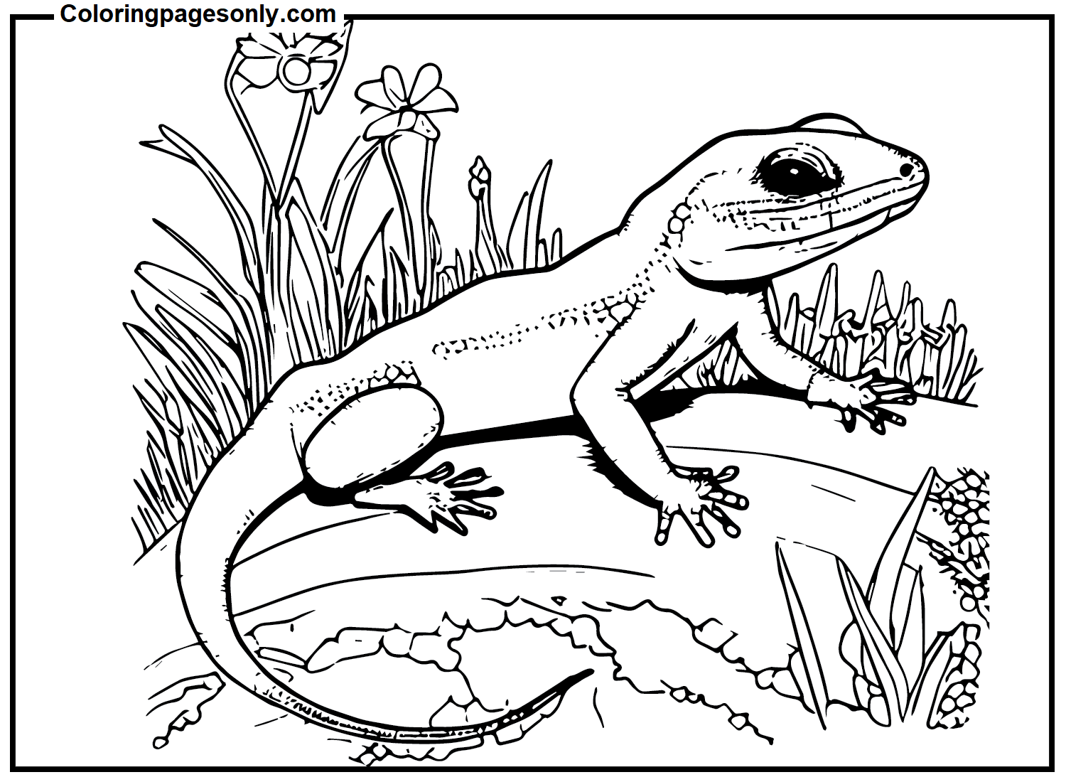 Skink For Kids Coloring Pages