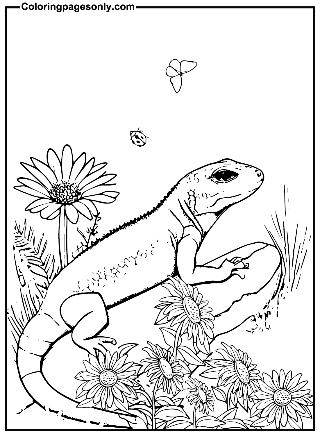 Free Skink Pictures Coloring Pages