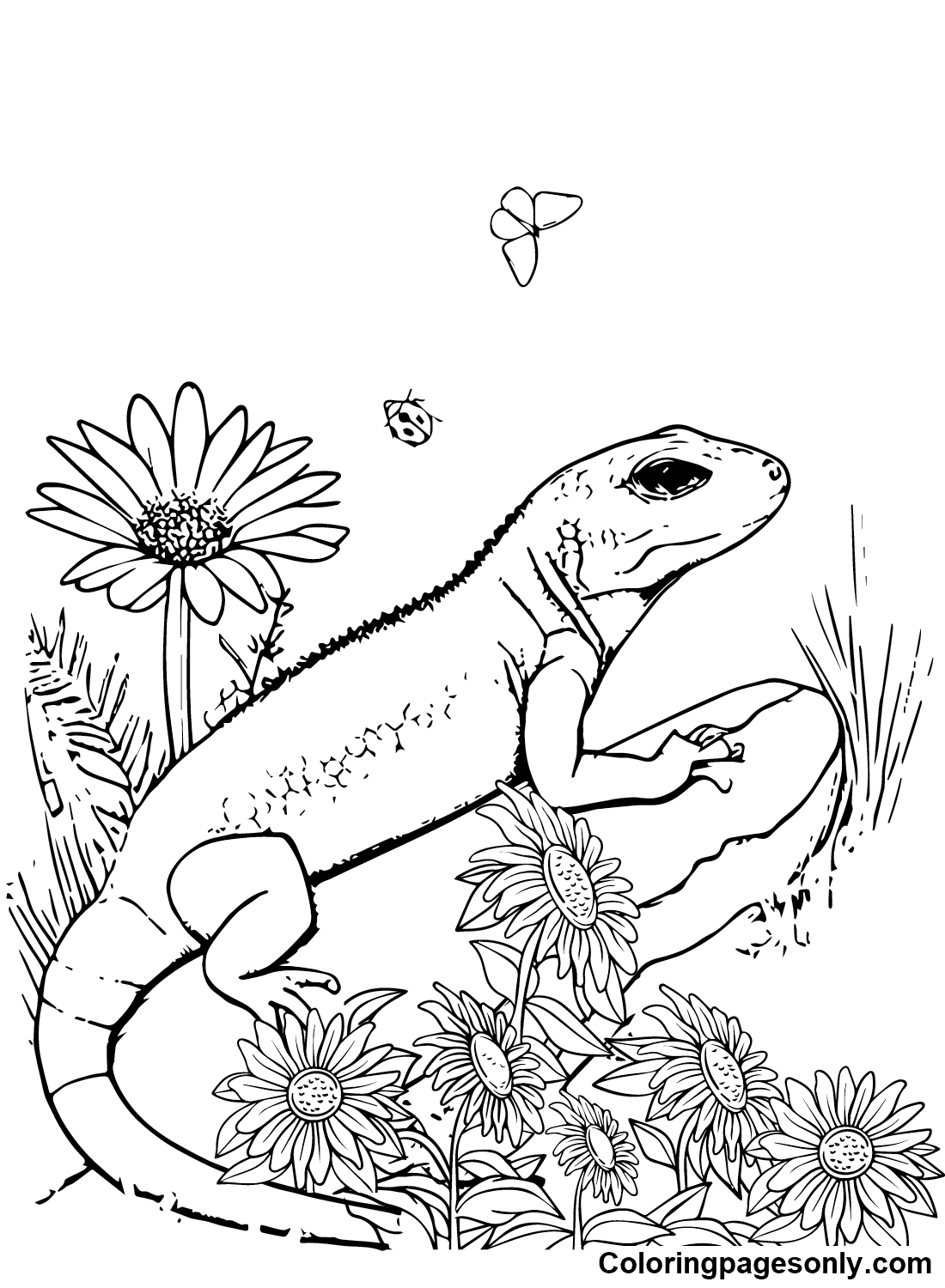 Free Skink Pictures Coloring Pages