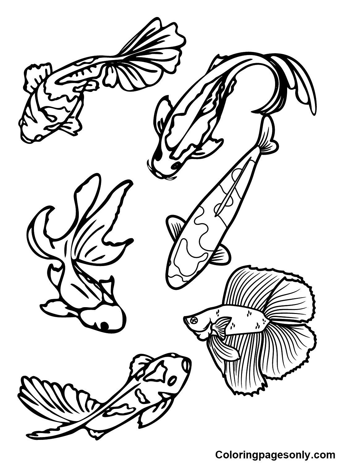 Types of Koi Fish Coloring Pages