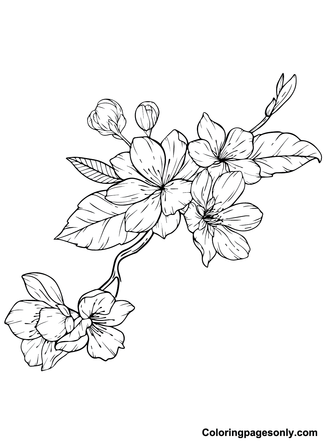 White Cherry Blossom Coloring Page