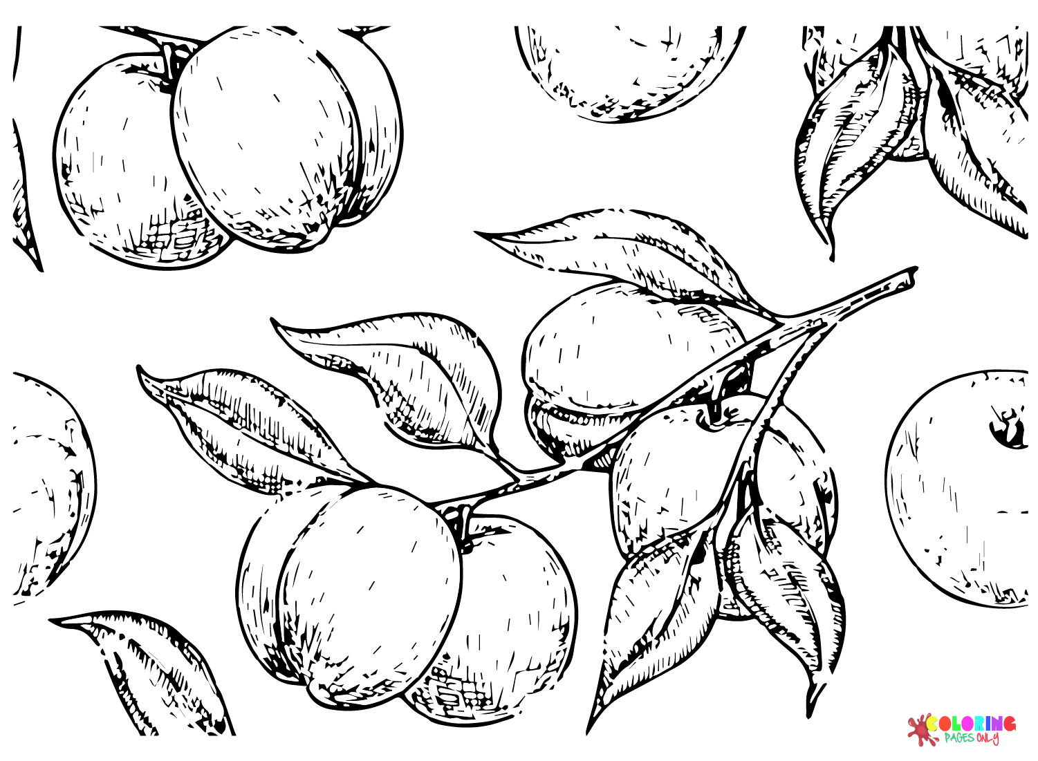 Apricot Fruits Coloring Page