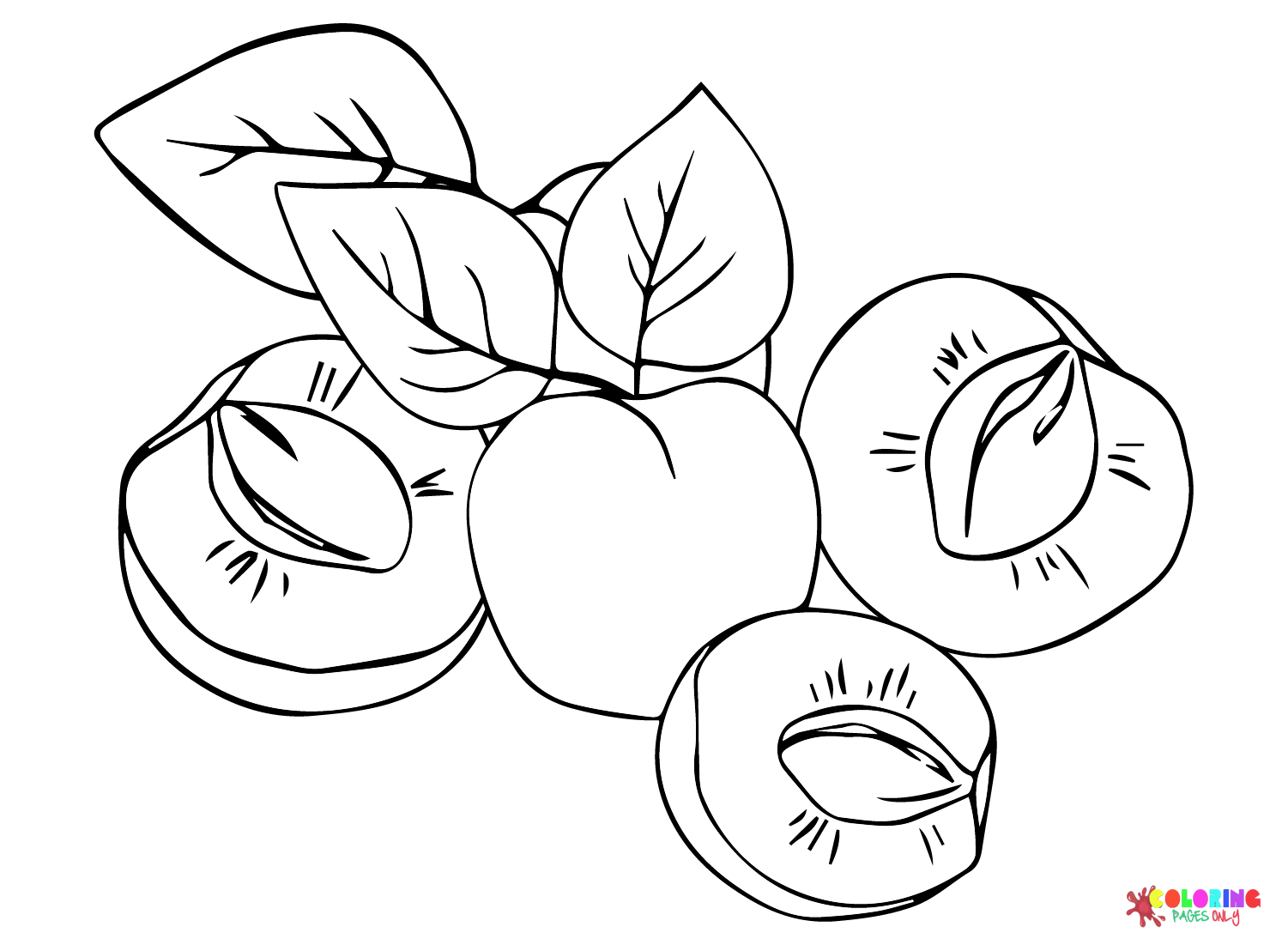 Apricot Pictures Coloring Page
