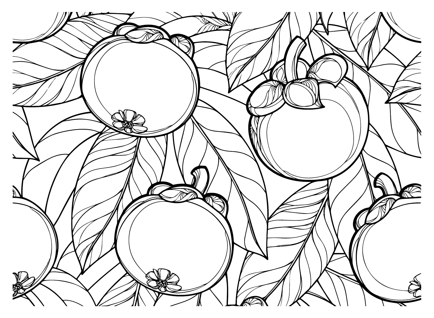 mangosteen coloring page