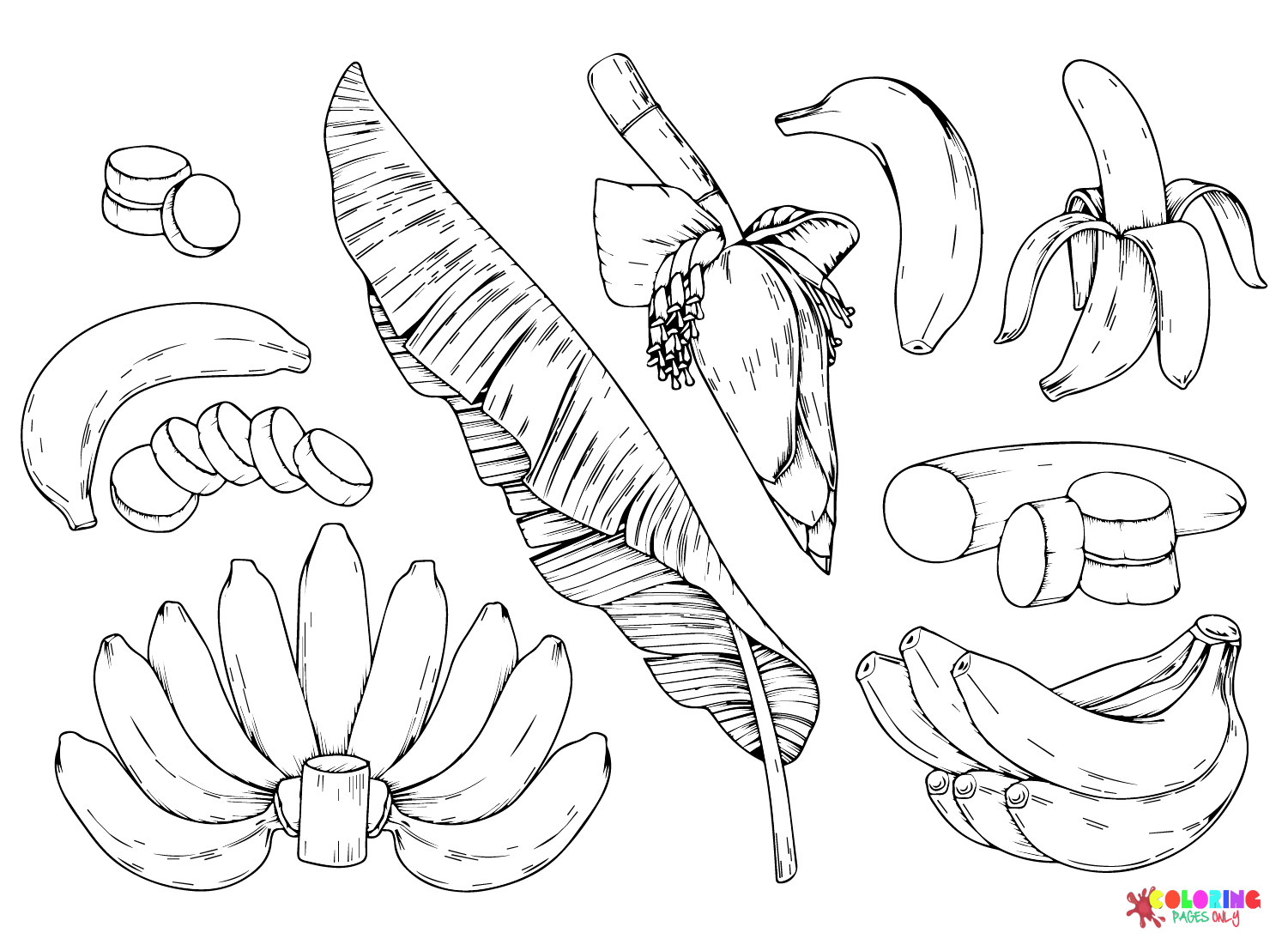 Banana Pictures Coloring Pages