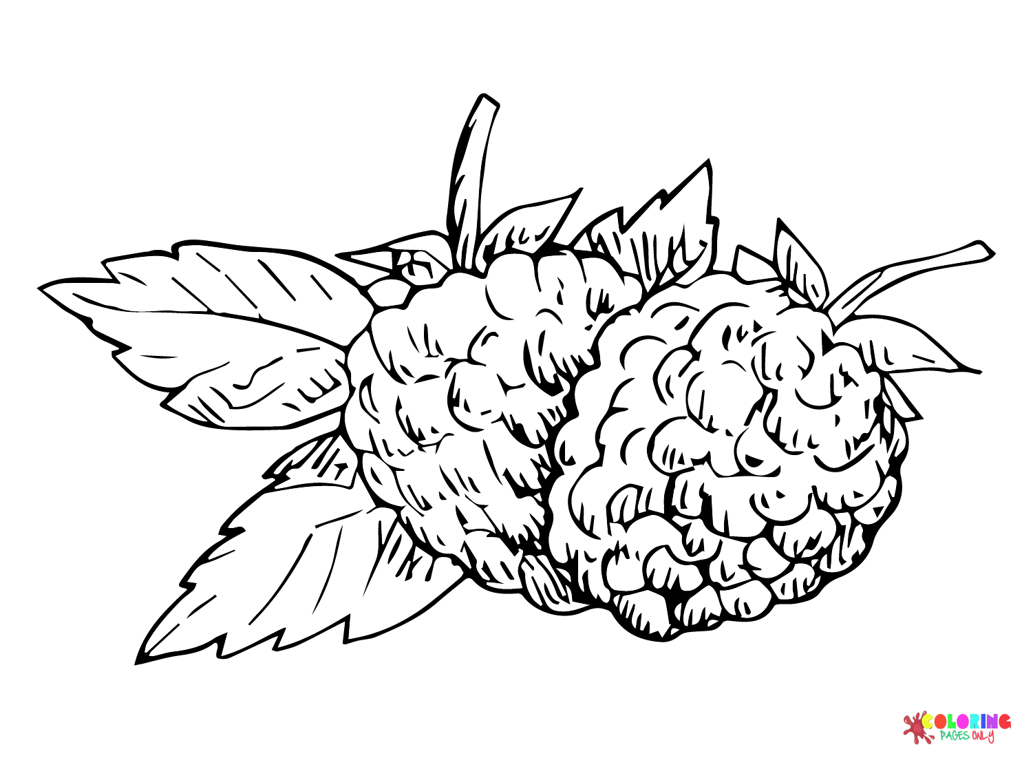 Big Blackberry Coloring Page