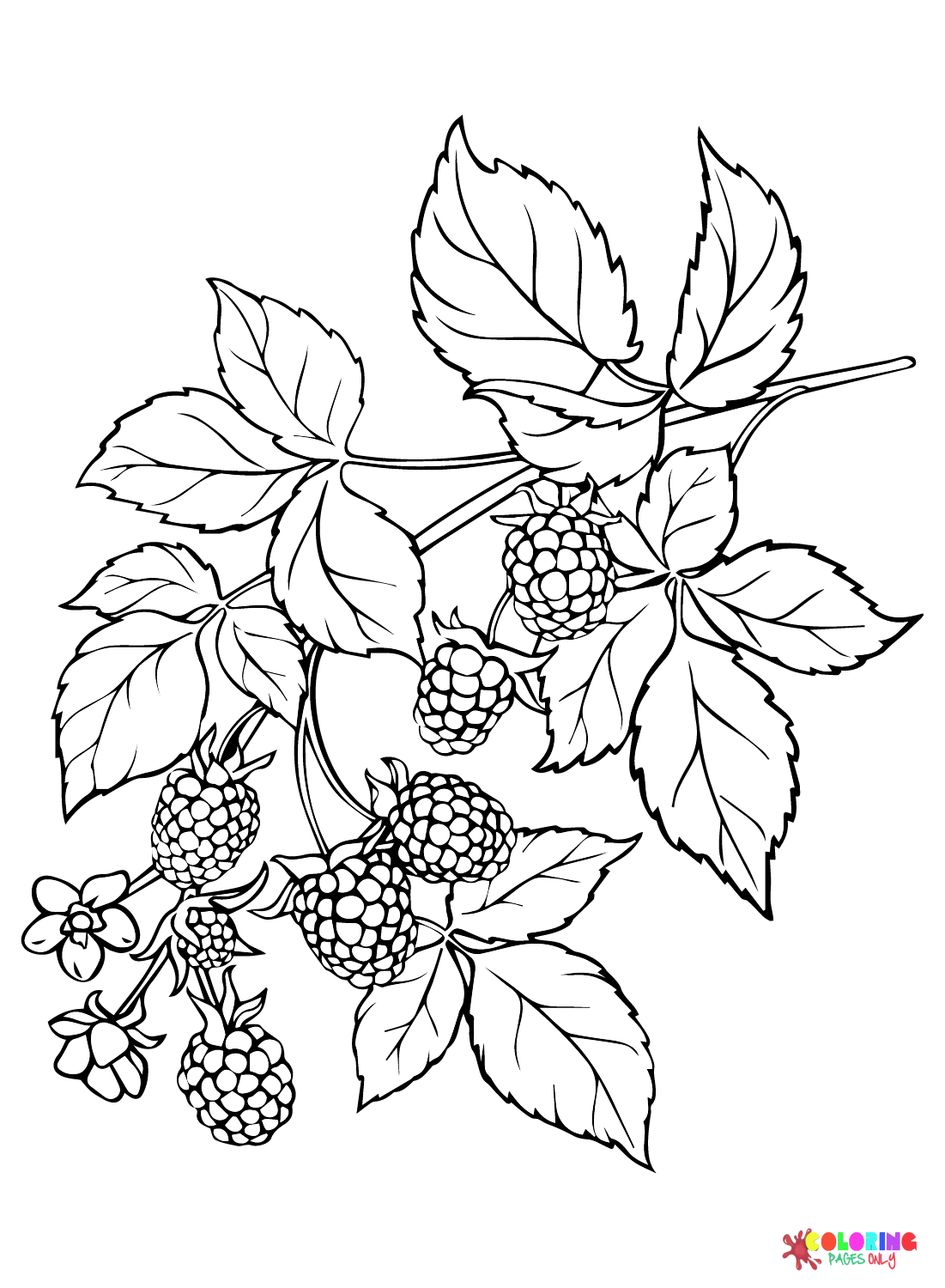 Blackberry Branch Coloring Page