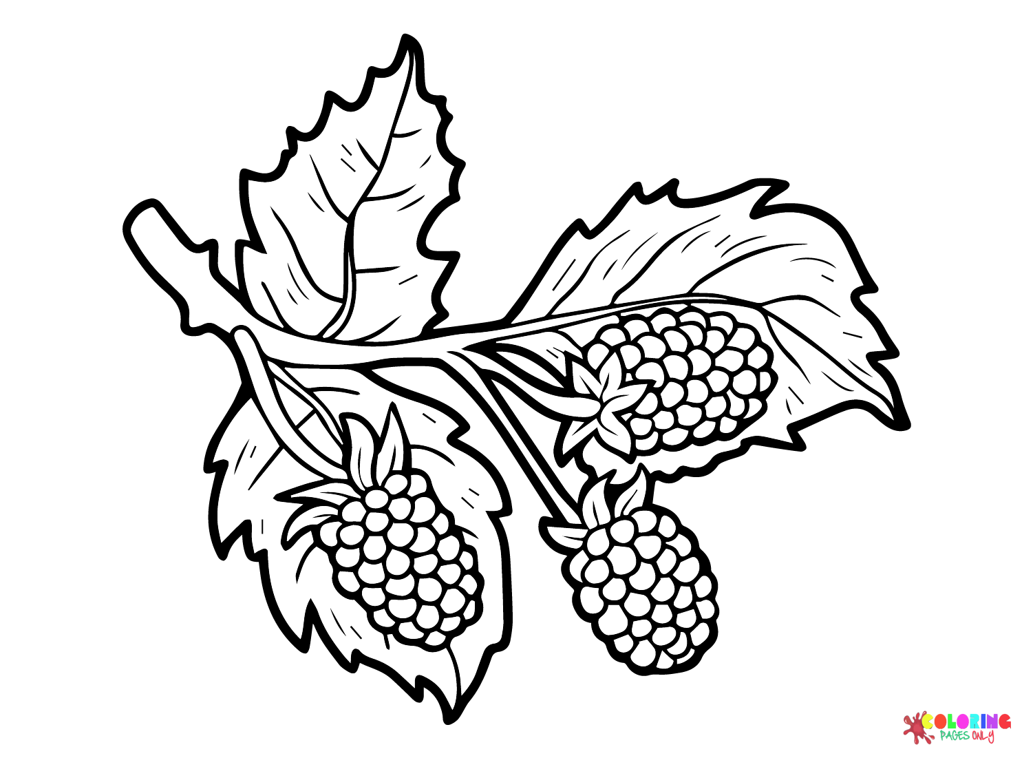 Blackberry-Zeichnung von Blackberry
