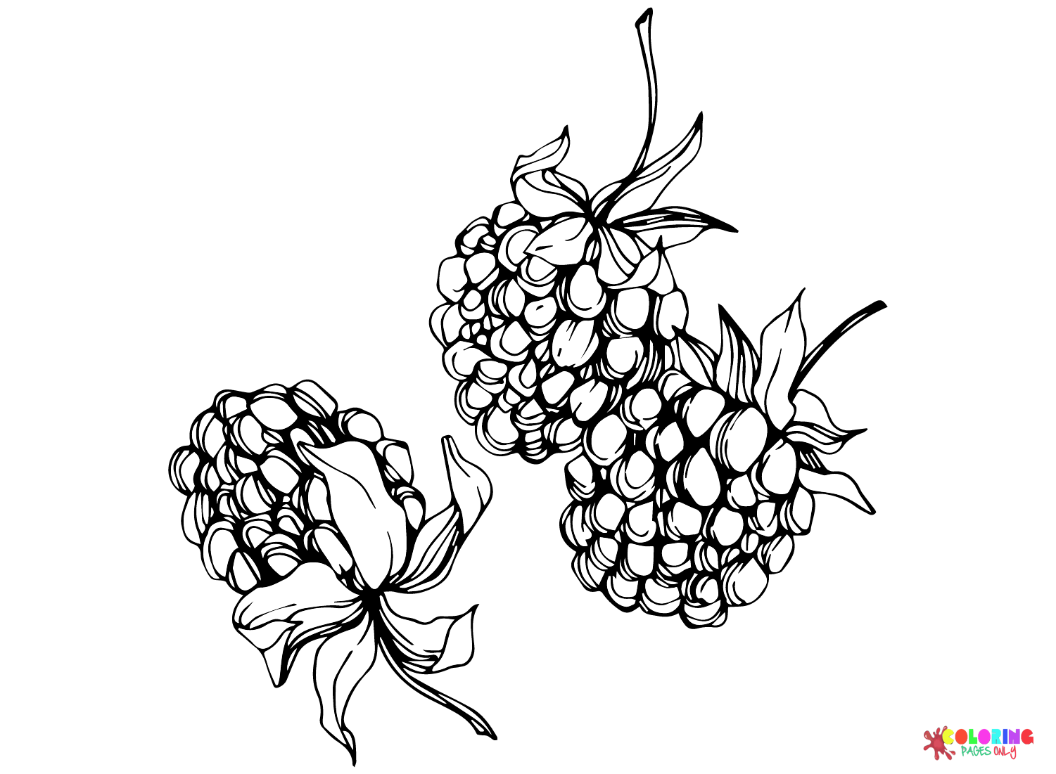 Blackberry Free Coloring Page