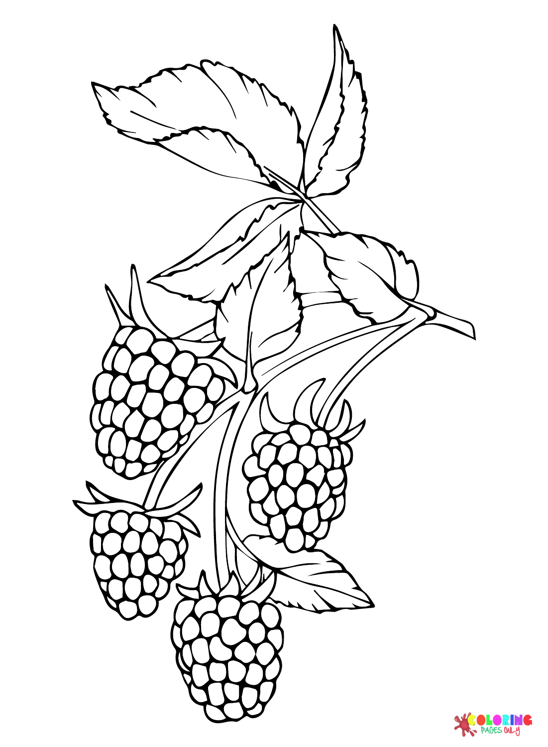 Blackberry Images Coloring Page