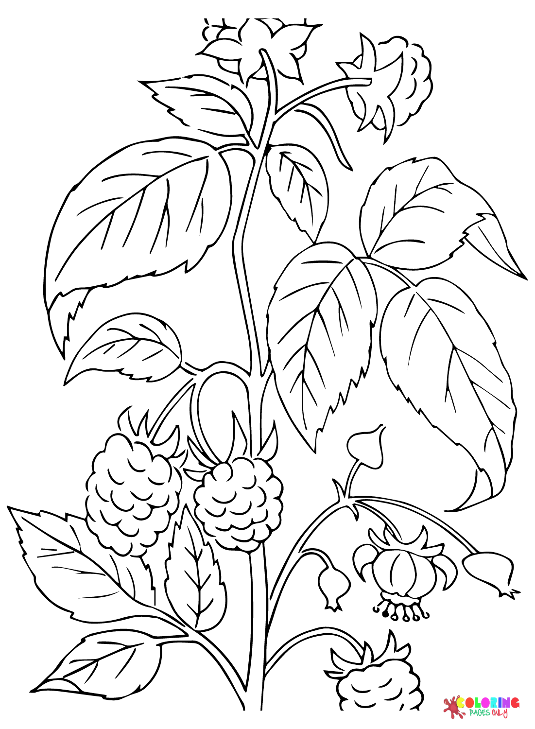 Blackberry Tree Coloring Page