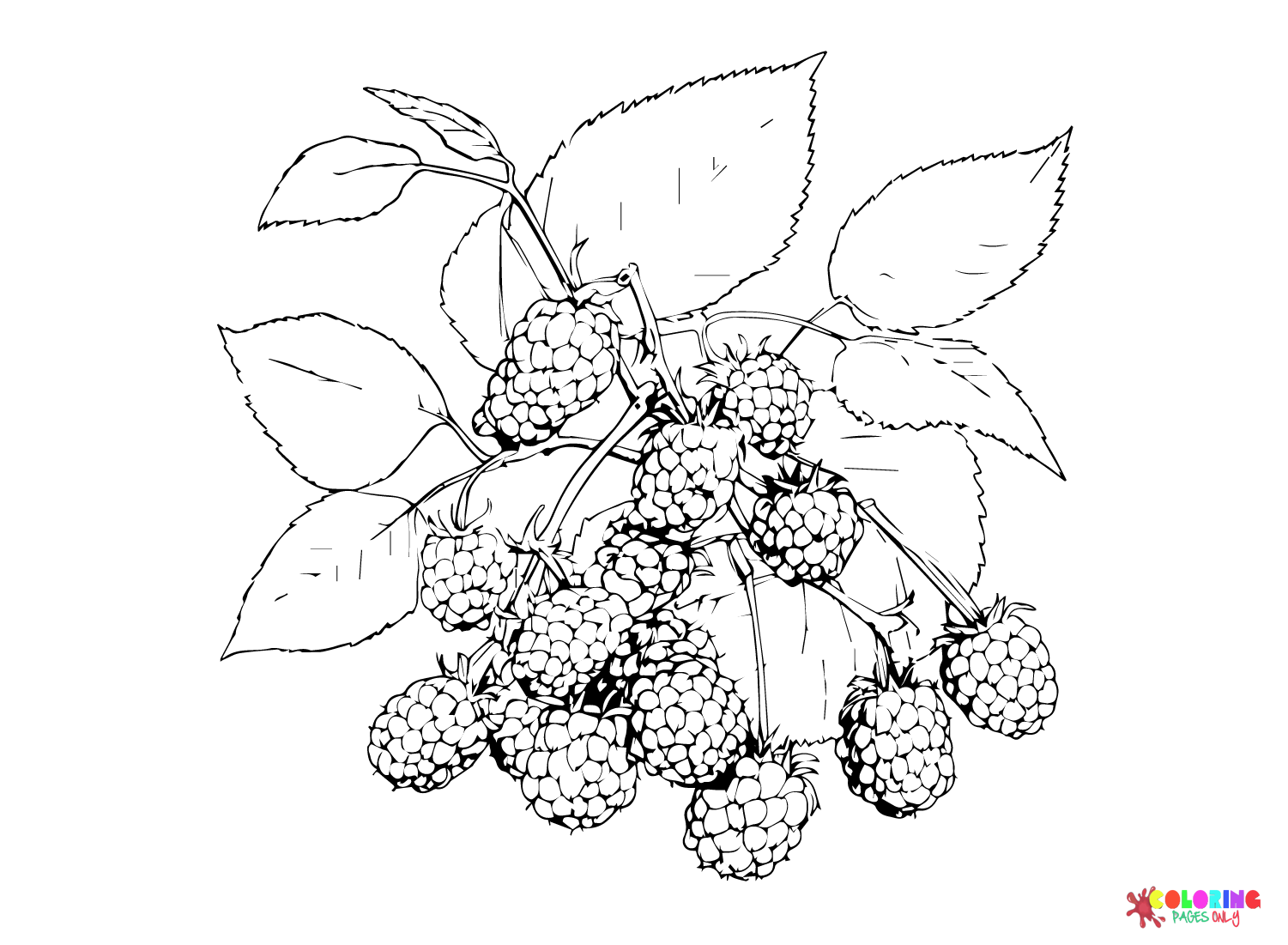 Blackberry color Sheets Coloring Page