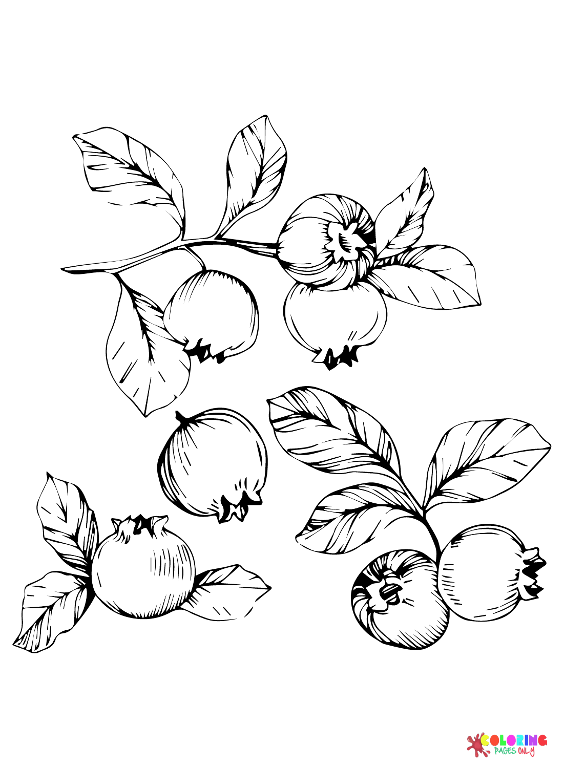 Blueberries Nutrition Coloring Page