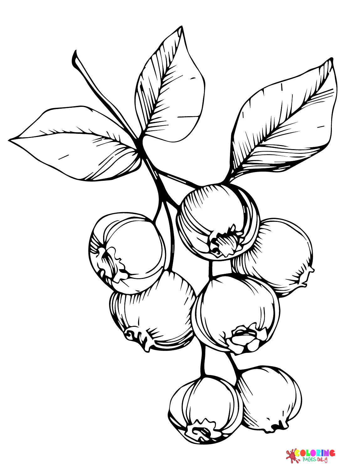 Blueberries Coloring Page