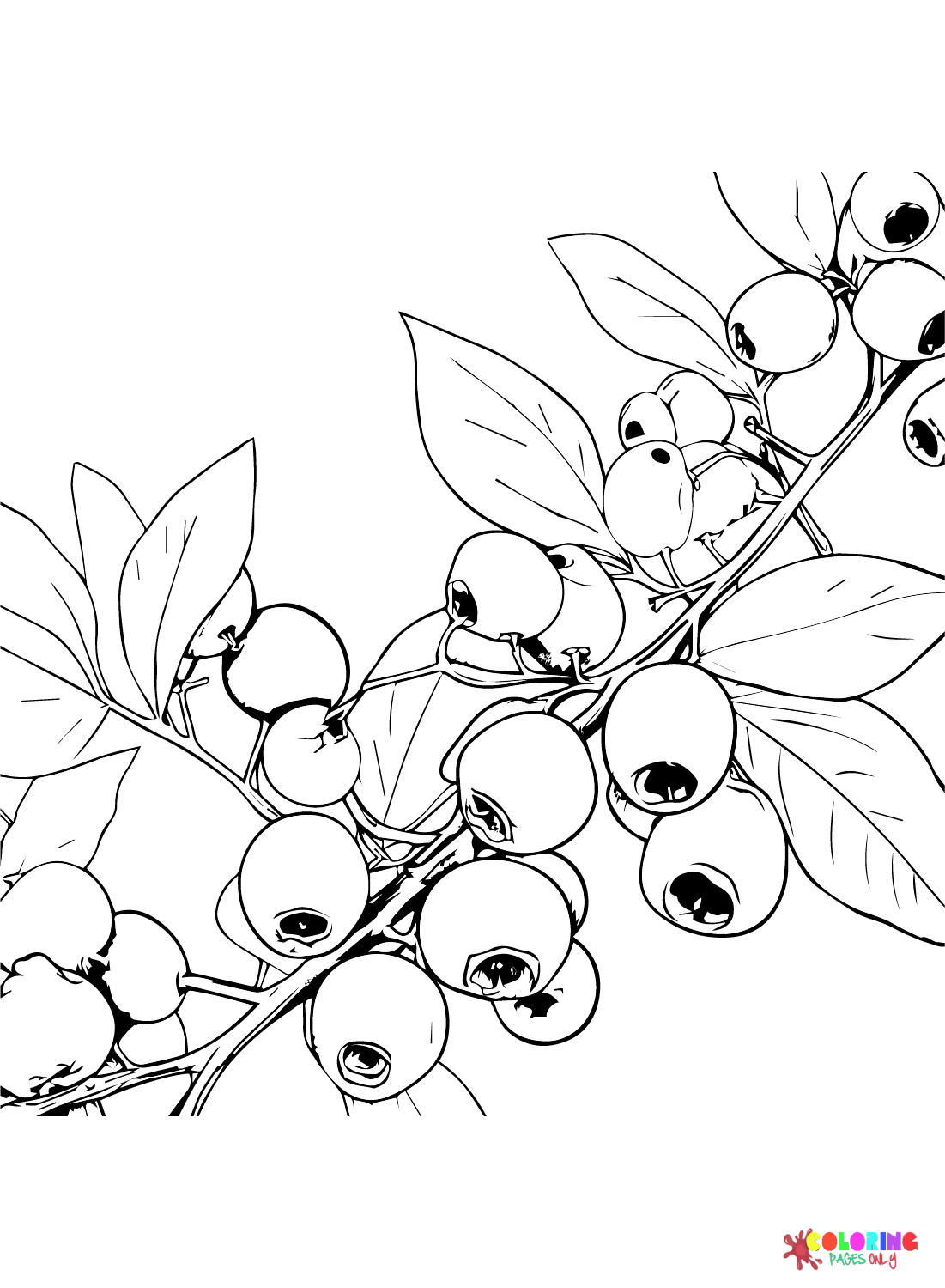Blueberry Branch Coloring Page