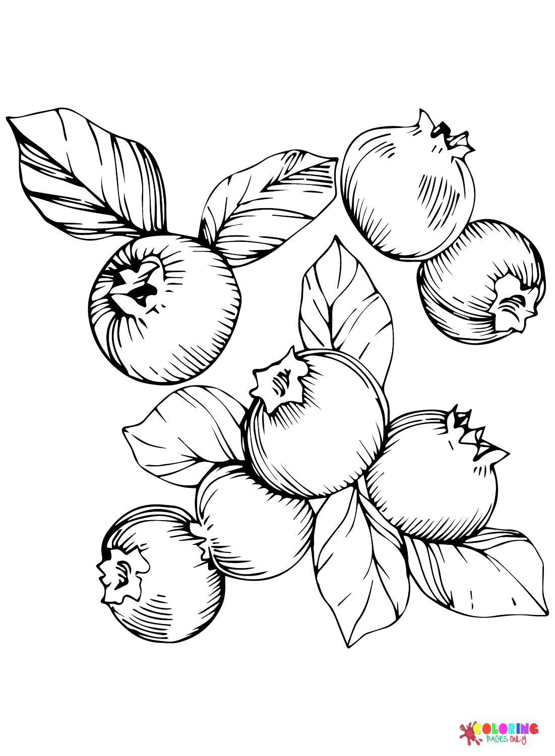 Blueberry Pictures Coloring Page