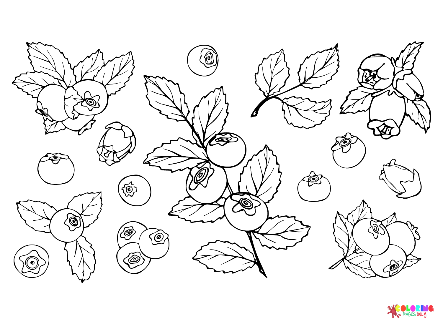 Blueberry Print Coloring Page