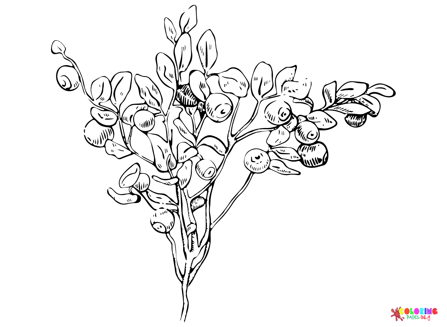 Blueberry Tree Coloring Page