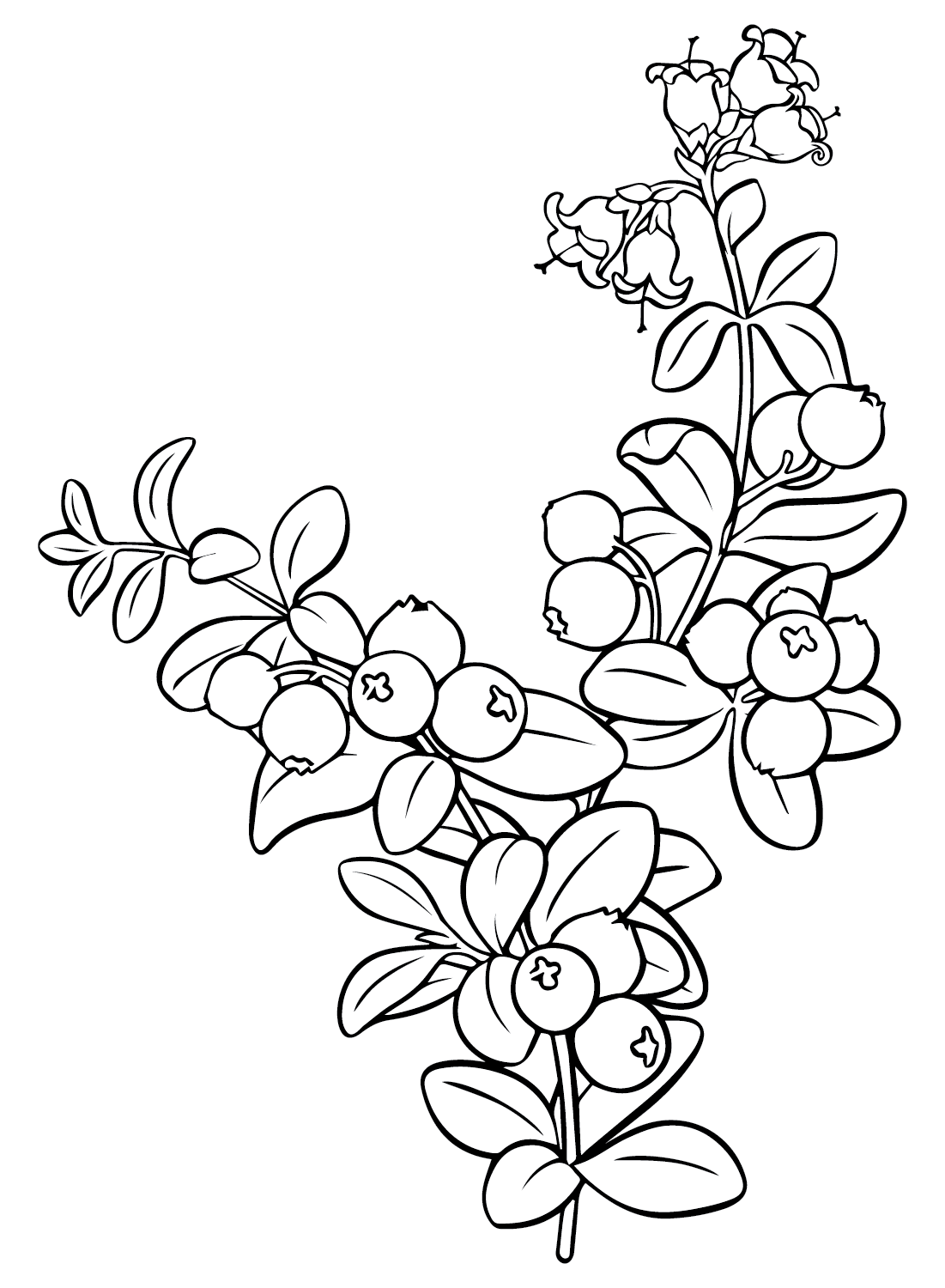 Branch Cranberry Coloring Page