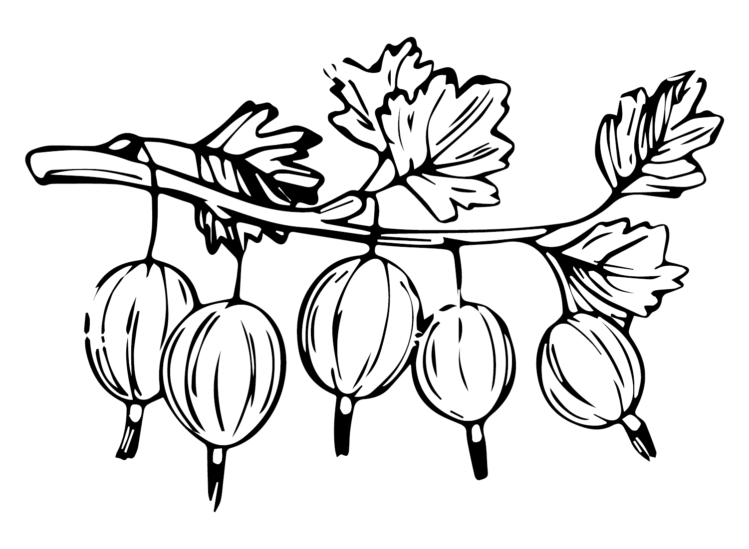 Branch Gooseberry Coloring Page