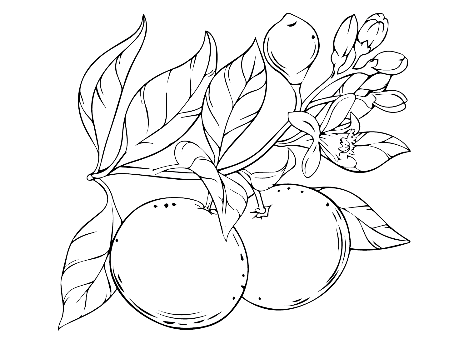Branch Grapefruit Coloring Page