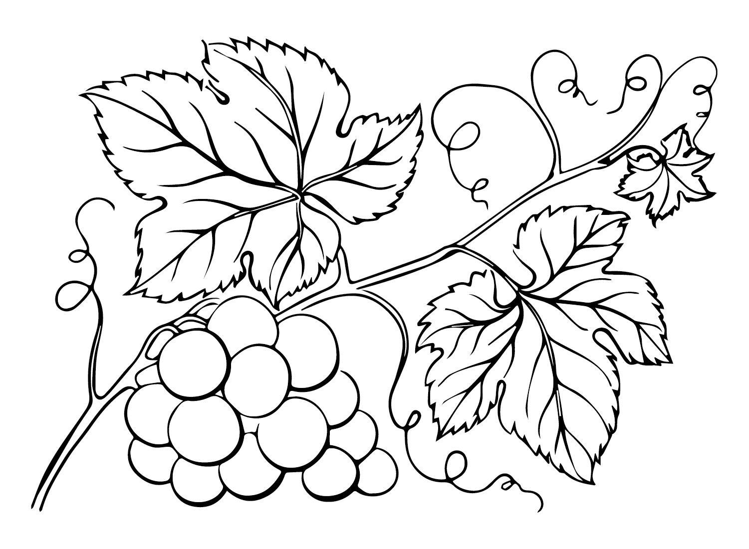 Branch Grapes Coloring Page