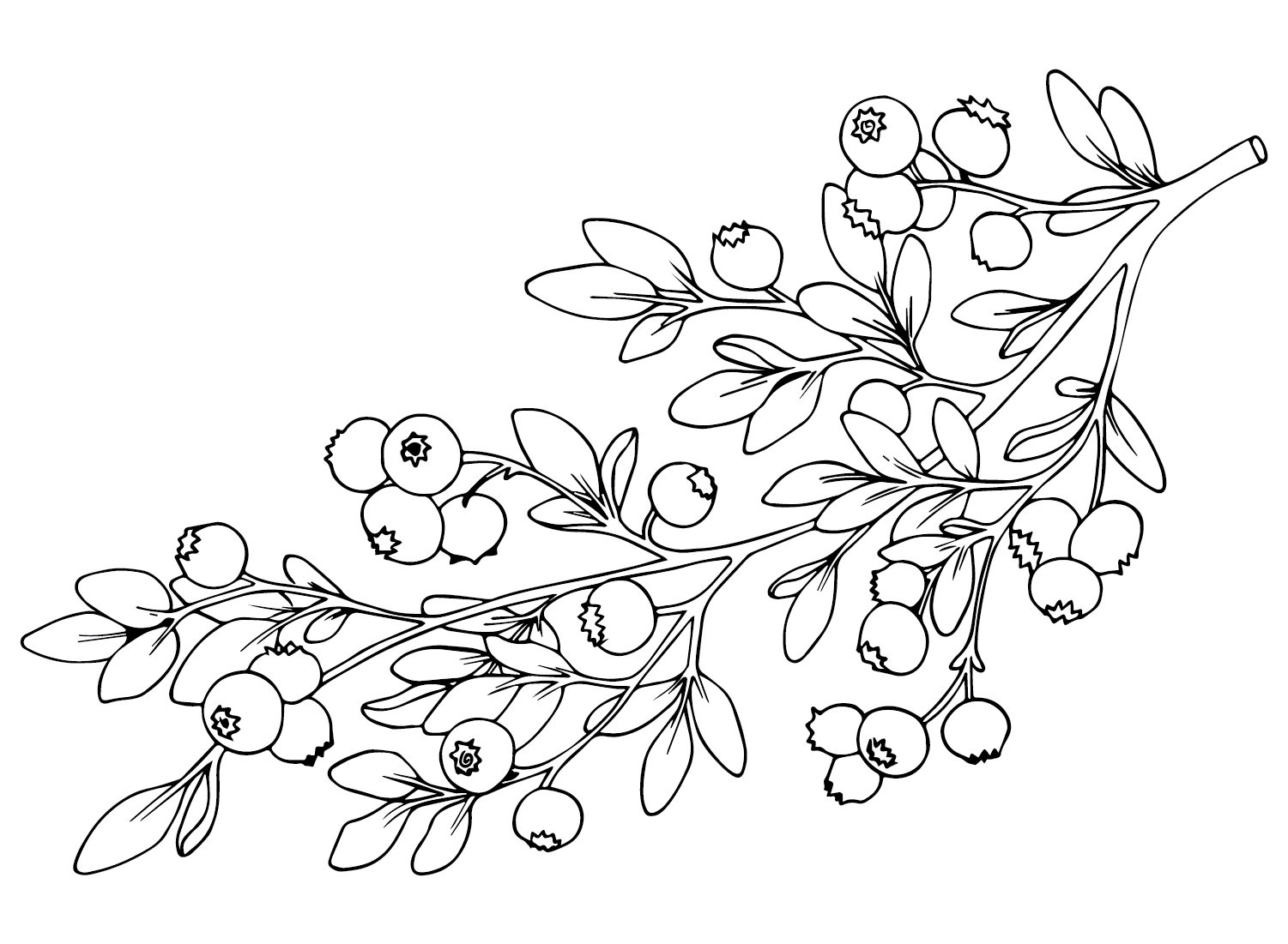 Branch Huckleberry Coloring Page