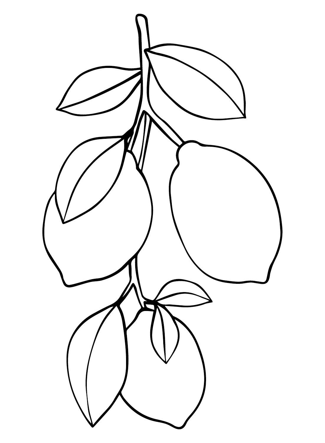 Branch Lemons Coloring Page