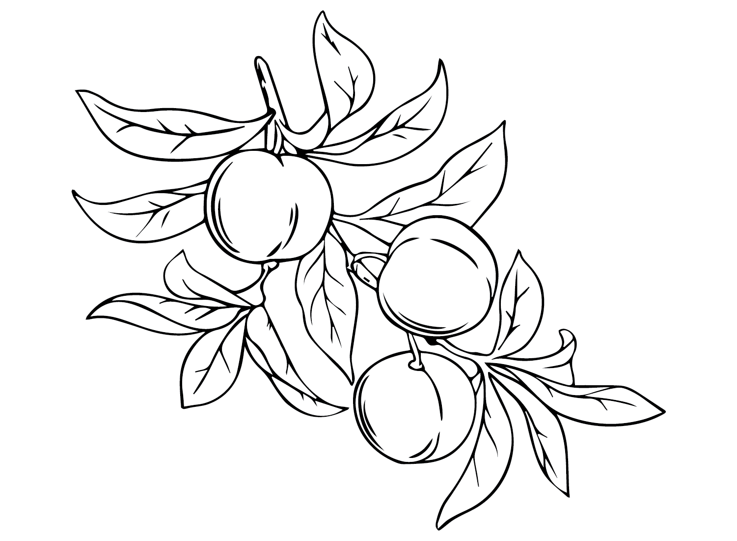 Branch Nectarine Coloring Page