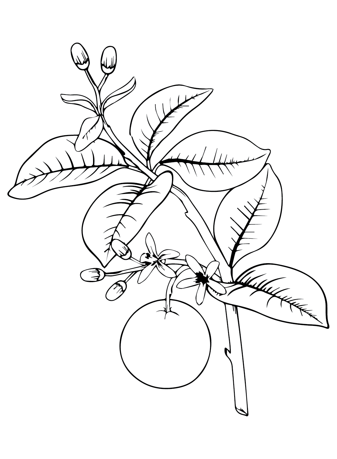 Branch Orange Coloring Page - Free Printable Coloring Pages