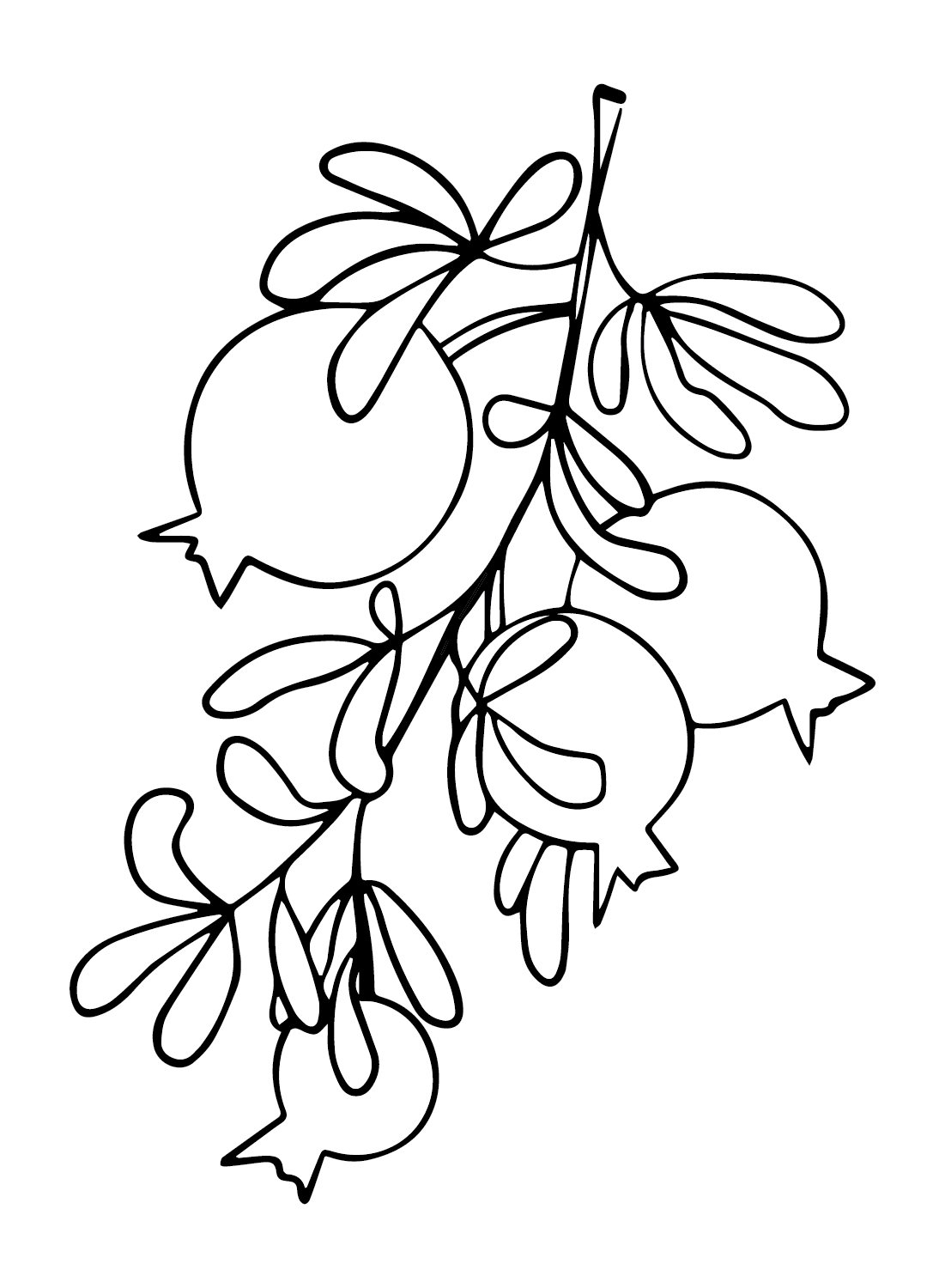 Branch Pomegranate Coloring Page