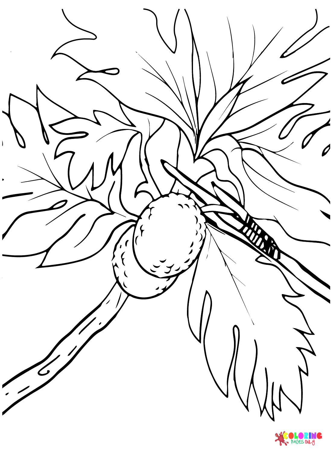 Breadfruit Branch Coloring Page