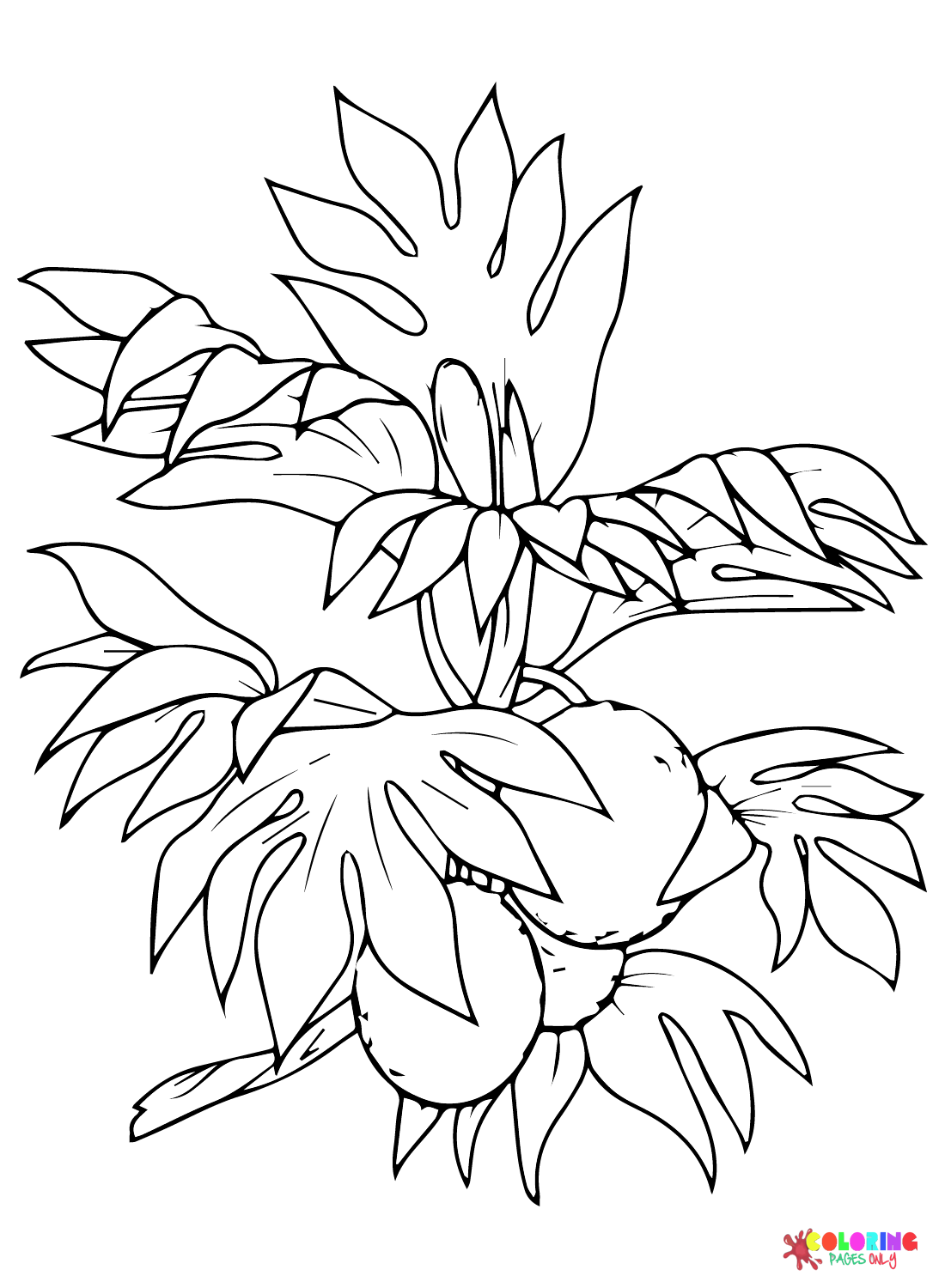 Breadfruit Images Coloring Page