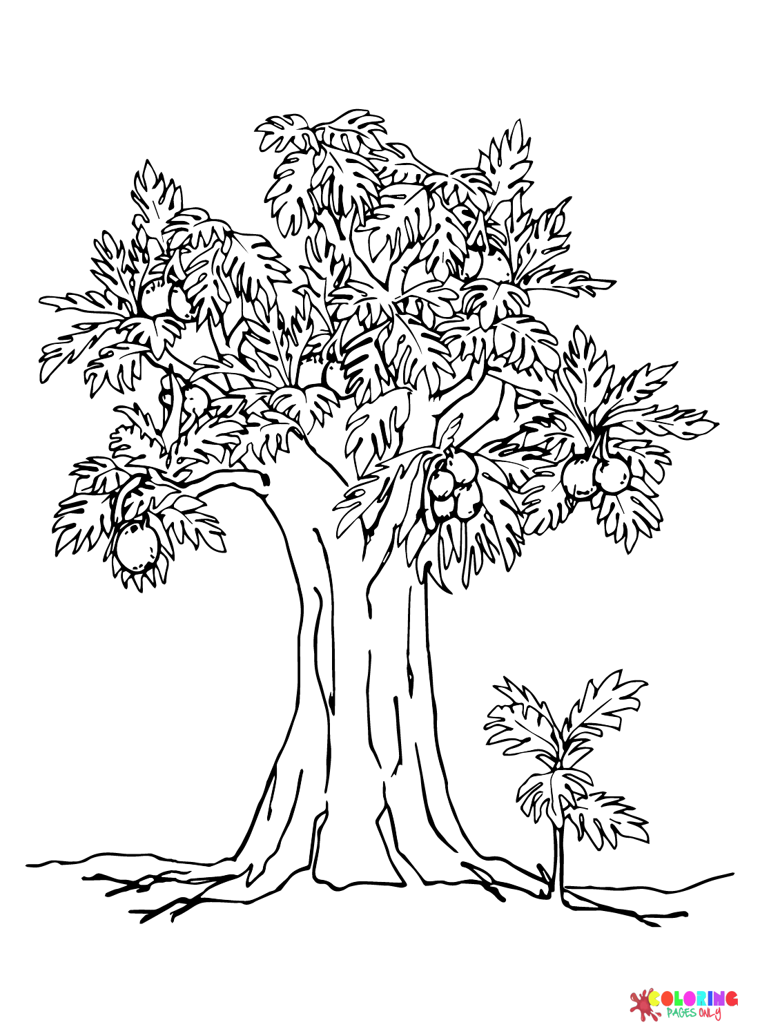 Breadfruit Tree Coloring Page