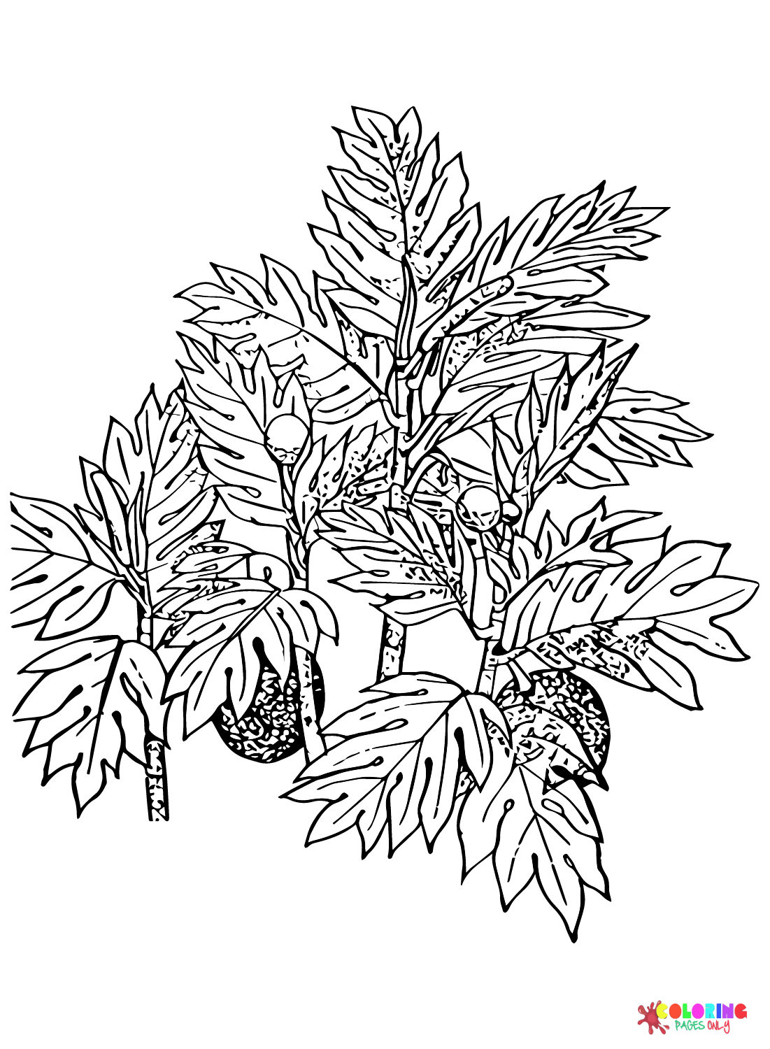 Breadfruit color Sheets Coloring Page
