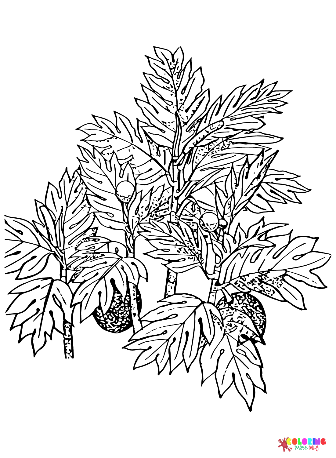 Breadfruit Color Sheets Coloring Page Free Printable Coloring Pages