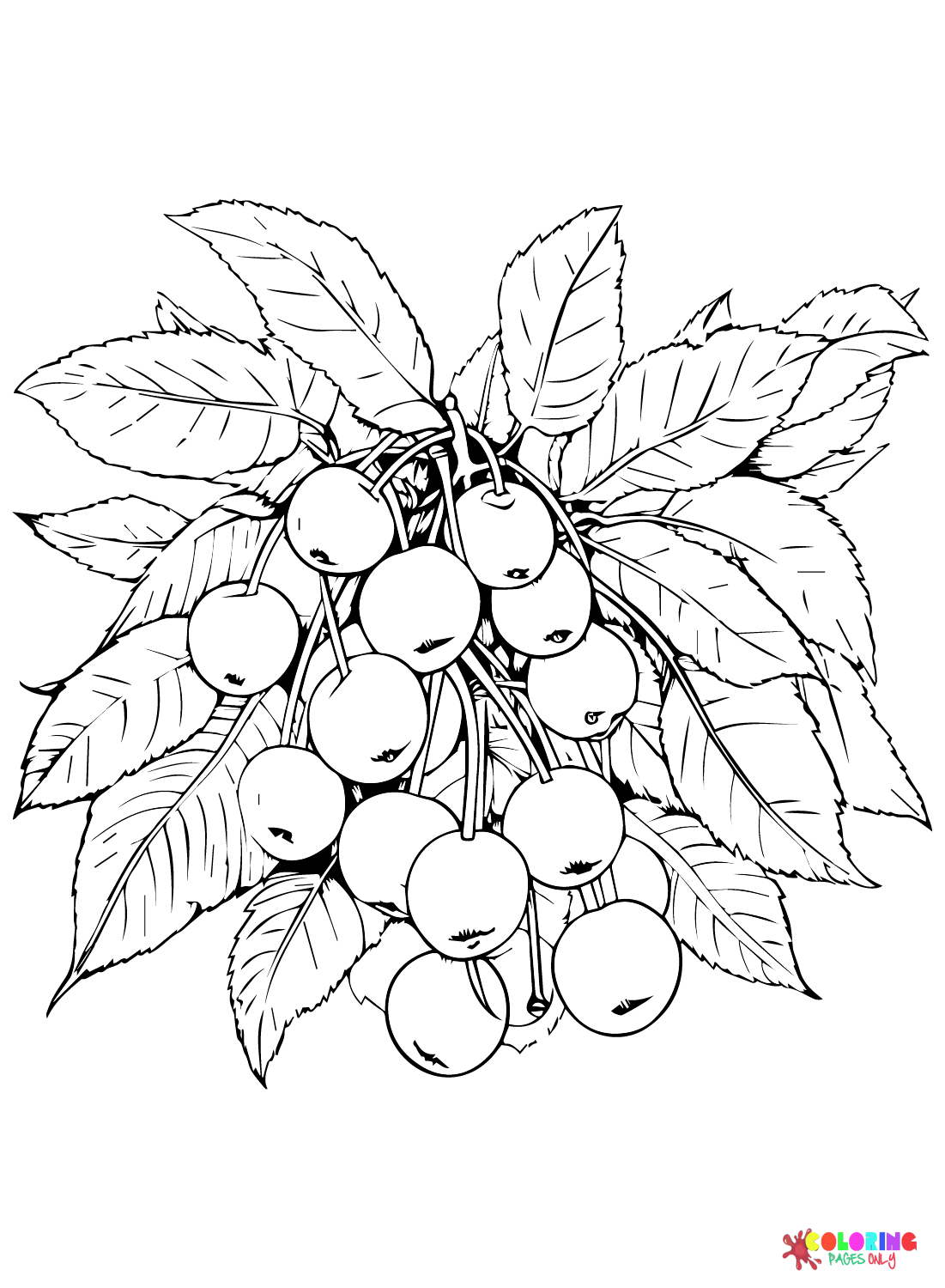 Cherry Pictures Coloring Page