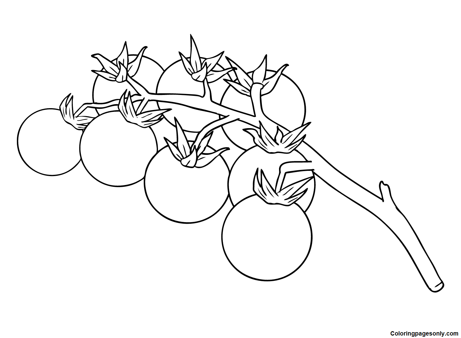 Cherry Tomatoes Coloring Pages