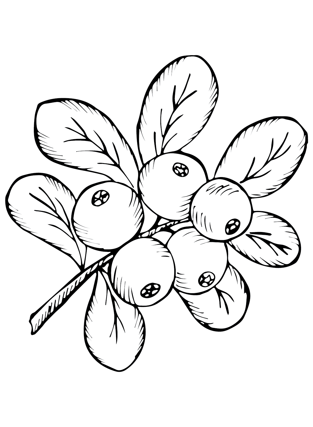 Cranberries Coloring Page