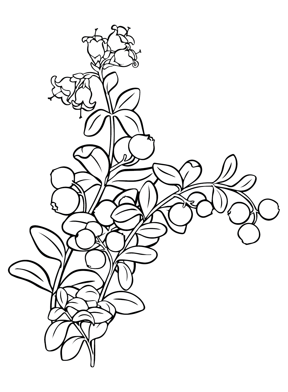 Cranberry Branch Coloring Page