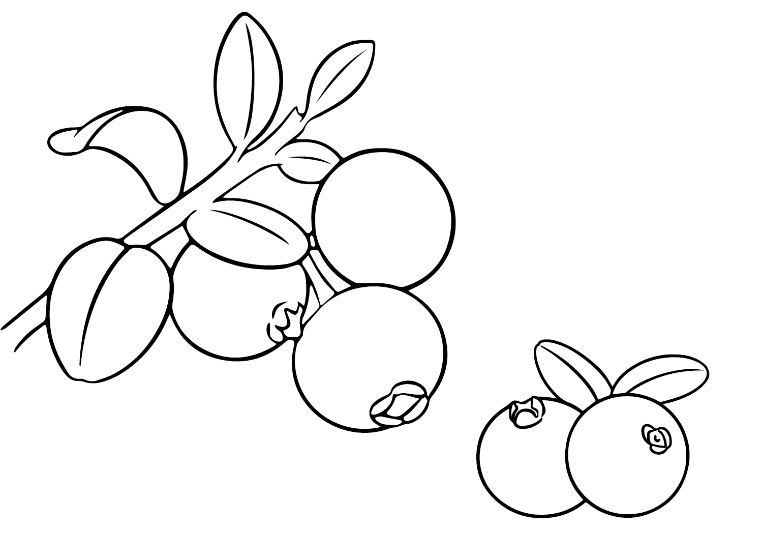 Cranberry to Print Coloring Page