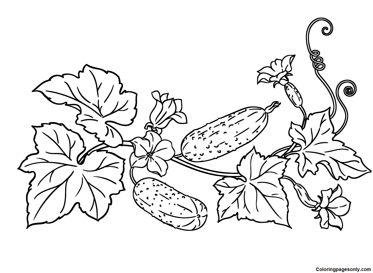 Cucumber Plant Coloring Page